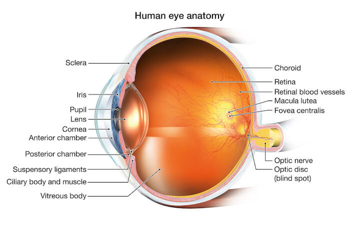 Diagram of human eye anatomy